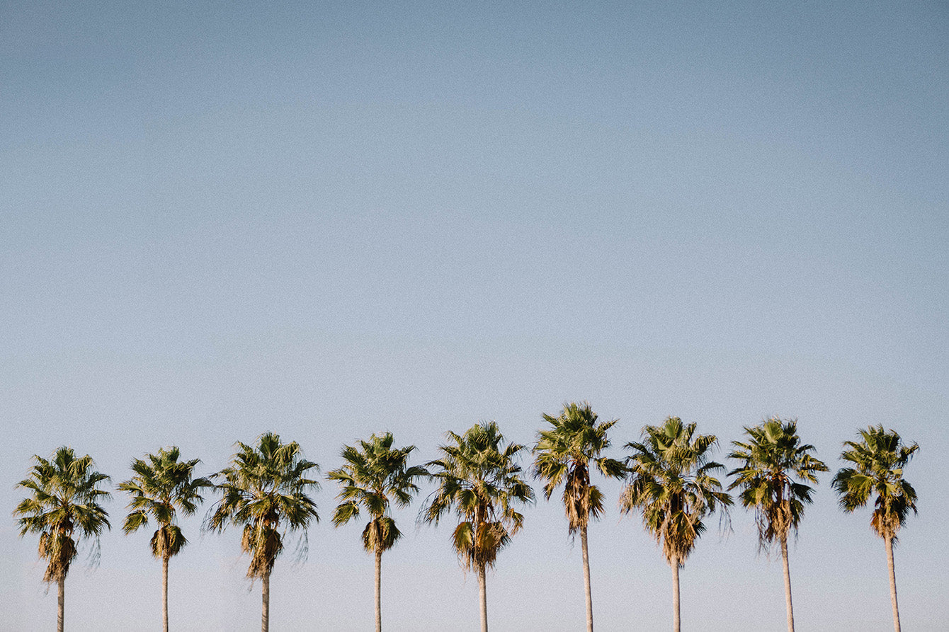 Clearwater Palms I