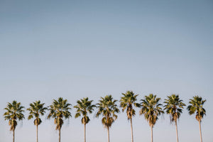Clearwater Palms I