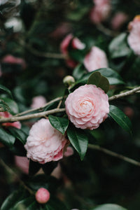 Pink Camellias II