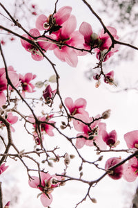 Japanese Magnolias II