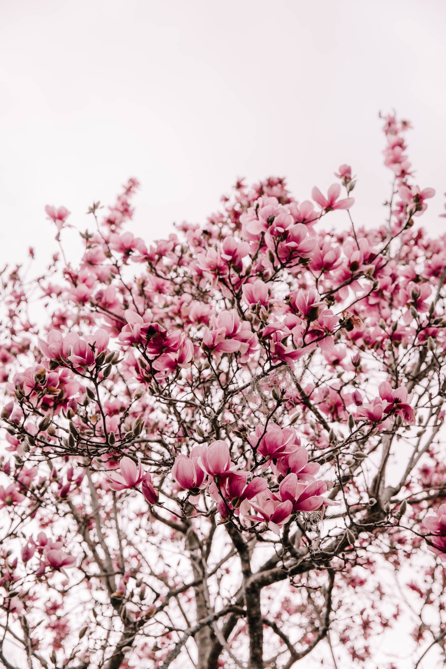 Japanese Magnolias I