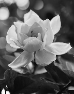 Black and White Gardenia