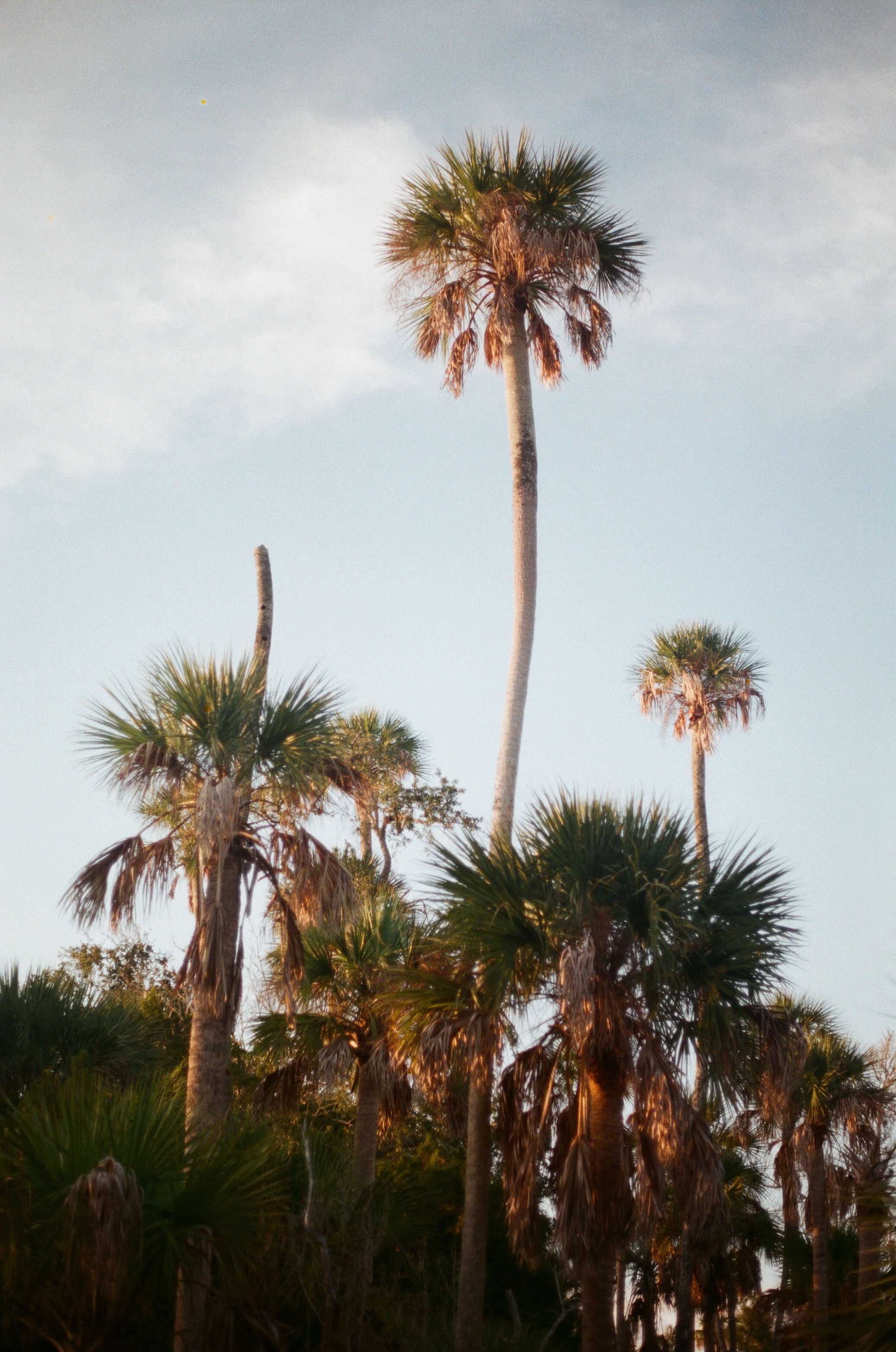 Crystal River Palms I