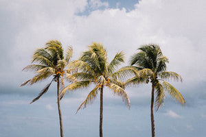 Key Biscayne Palms I